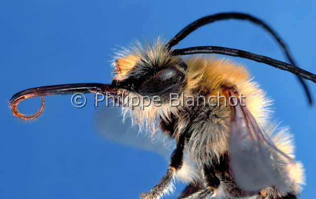 Eucera longicornis.JPG - in "Portraits d'insectes" ed. SeuilEucera longicornisEucere a longues cornes maleHymenopteraAnthophoridaeFrance